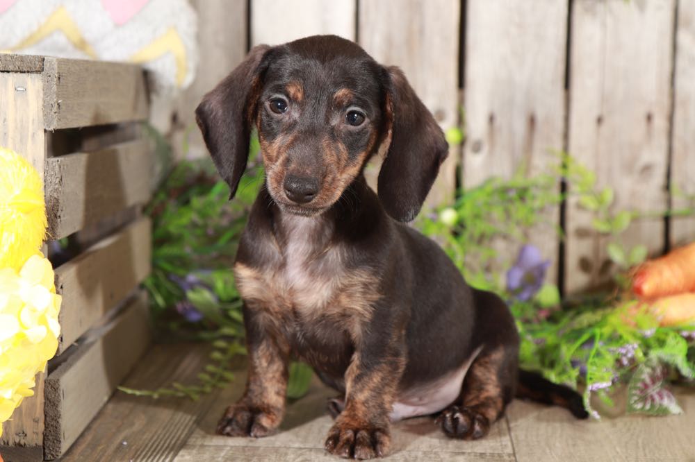 Miniature Dachshund Puppies Indiana / Dachshund Puppies