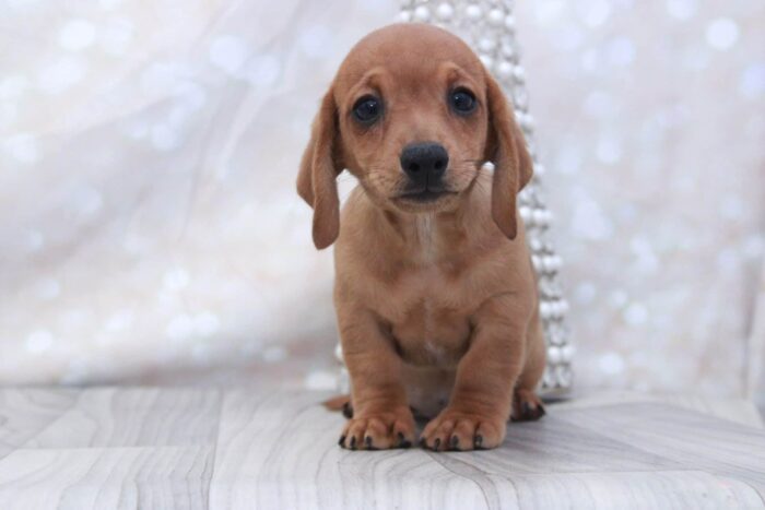 Casanova- Spunky ACA Male Dachshund Puppy - Image 3