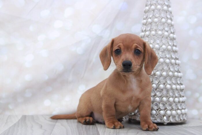 Casanova- Spunky ACA Male Dachshund Puppy - Image 2