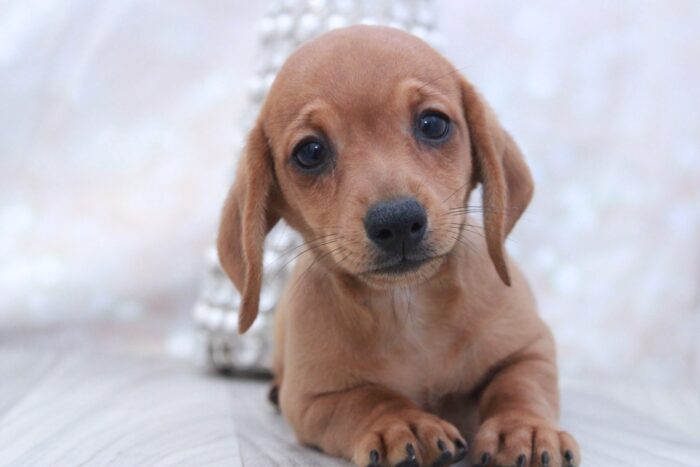 Casanova- Spunky ACA Male Dachshund Puppy