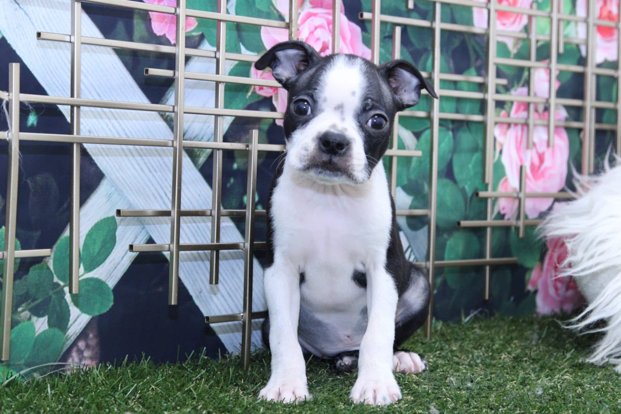 Cash - Perfect Male Boston Terrier Puppy - Image 3