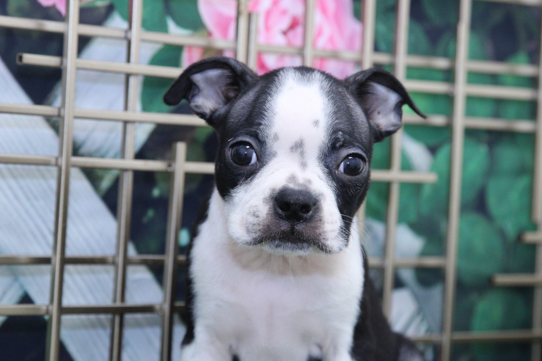 Cash - Perfect Male Boston Terrier Puppy - Image 4
