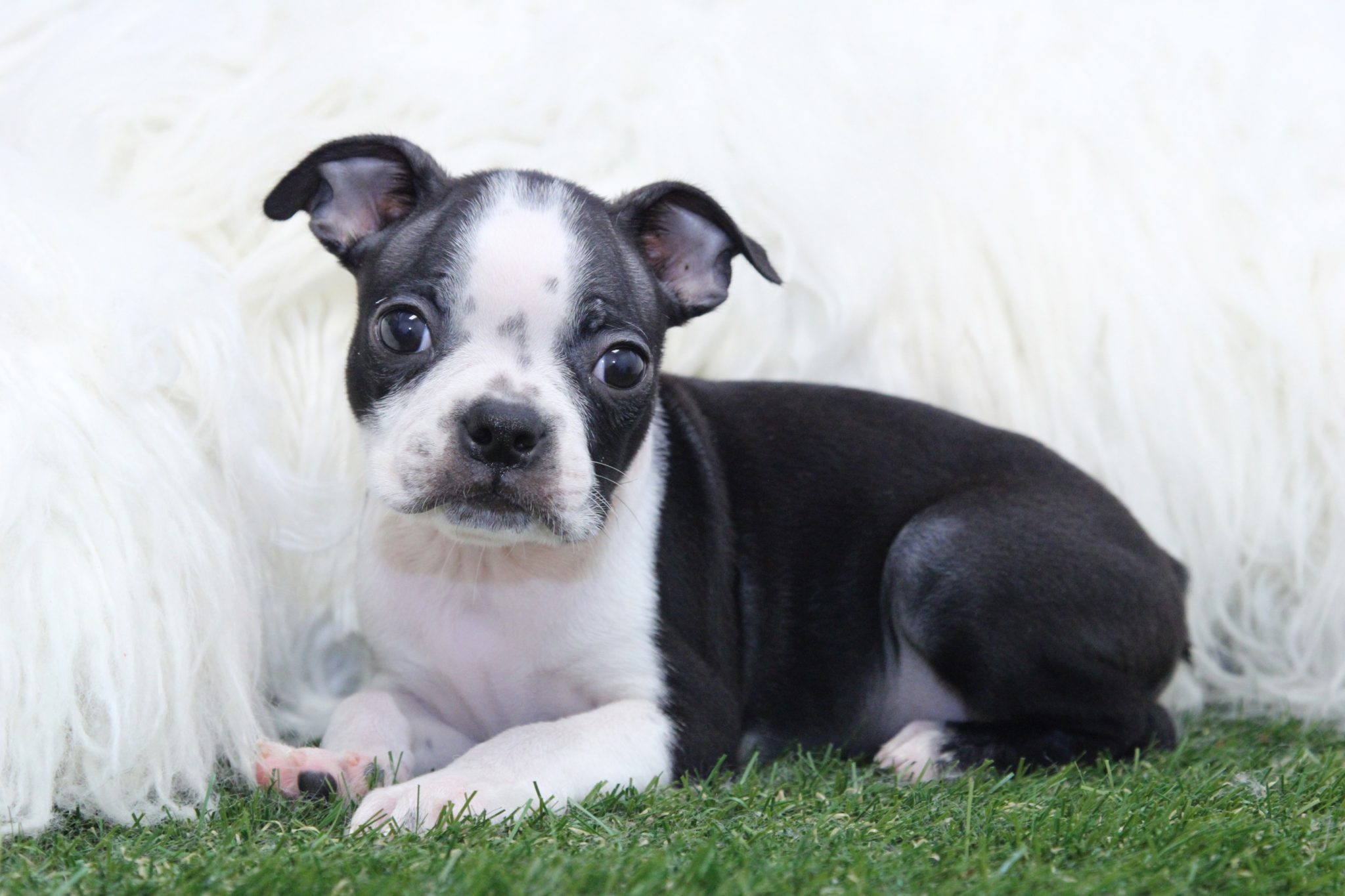 Cash - Perfect Male Boston Terrier Puppy - Image 5