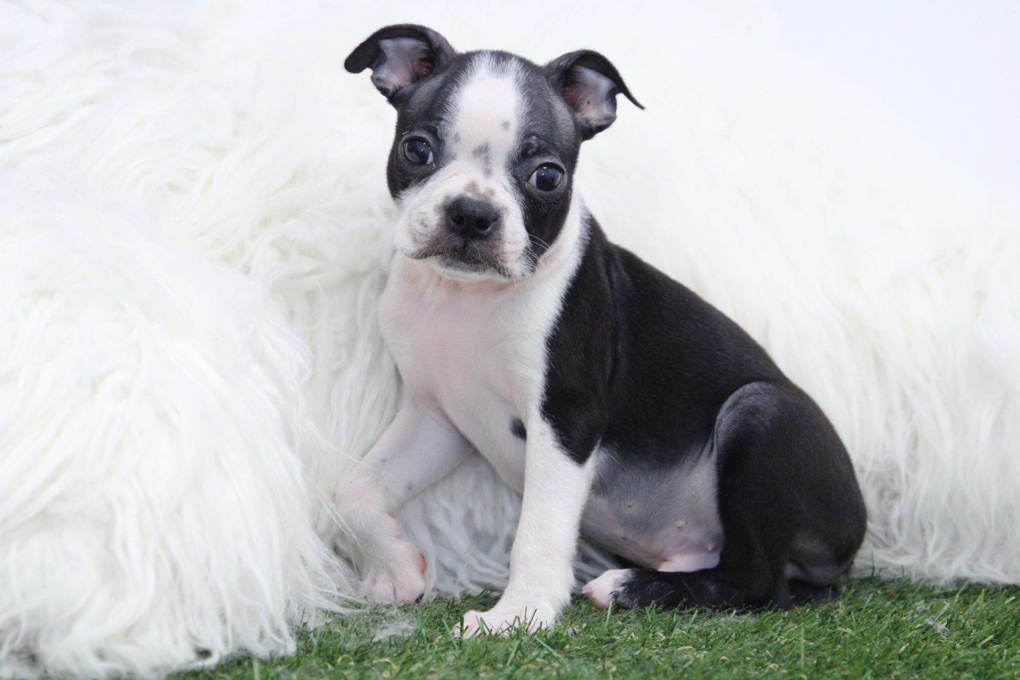 Cash - Perfect Male Boston Terrier Puppy - Image 6