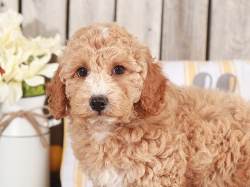 Catalina - Beautiful Mini Goldendoodle - Image 5