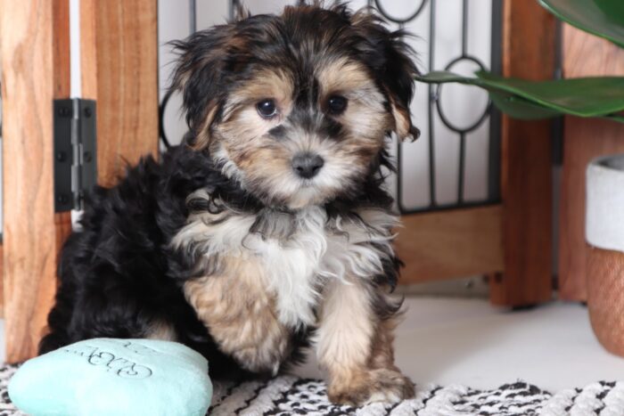 Catalina - Loving Little Female Yochon