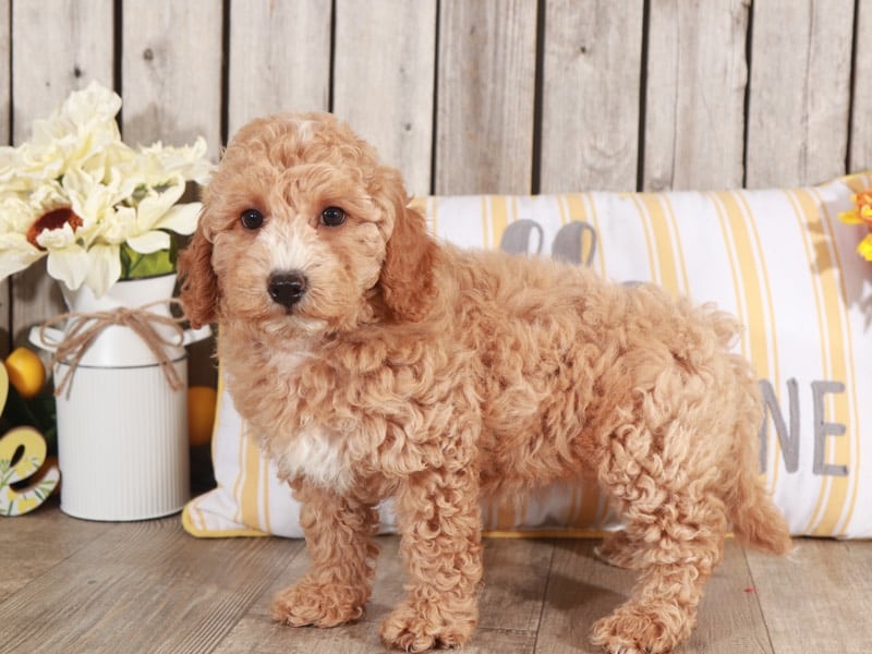 Catalina - Beautiful Mini Goldendoodle - Image 4