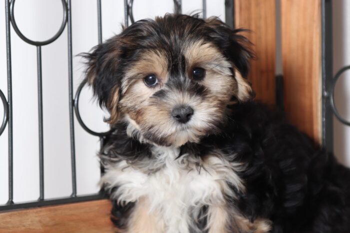 Catalina - Loving Little Female Yochon - Image 2