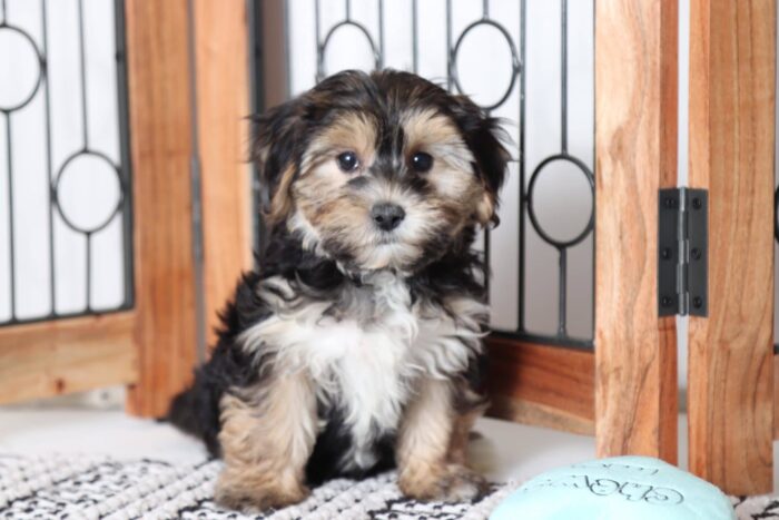 Catalina - Loving Little Female Yochon - Image 4