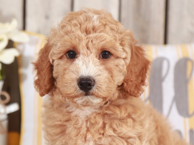 Catalina - Beautiful Mini Goldendoodle - Image 3