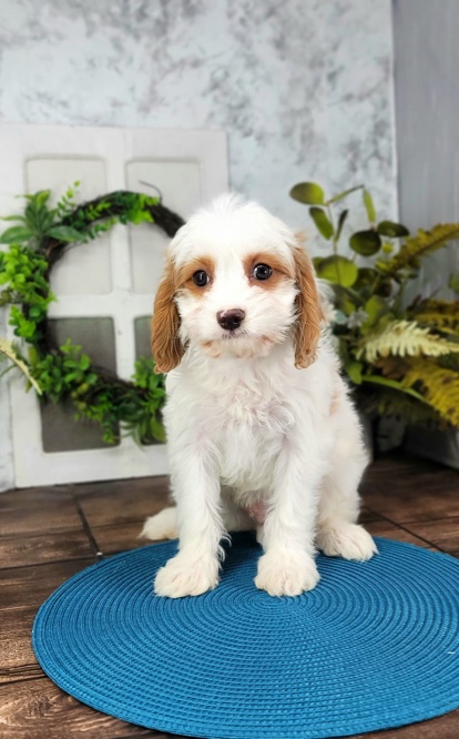 Malti cavapoo best sale