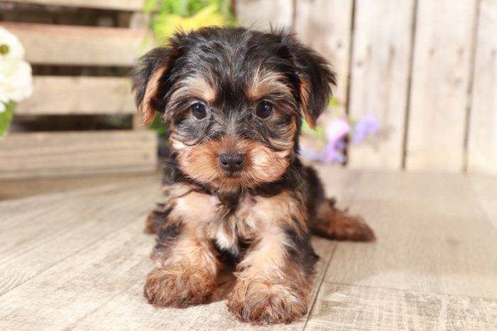 Chance - Dapper Little Brown Male Yochon Puppy
