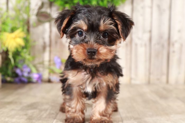 Chance - Dapper Little Brown Male Yochon Puppy - Image 2