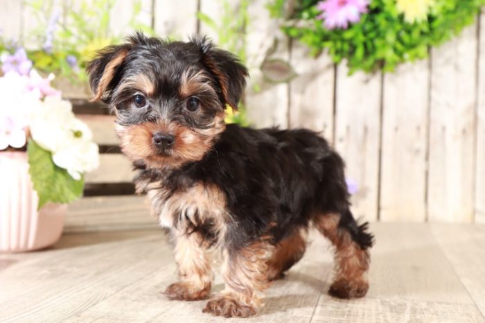 Chance - Dapper Little Brown Male Yochon Puppy - Image 3
