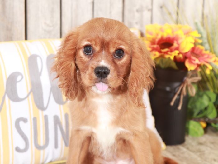 Chance - Dapper Little Brown Male Yochon Puppy - Image 4