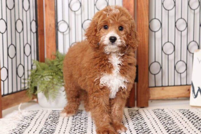 Chandler - Fun Little Male Cavapoo Puppy