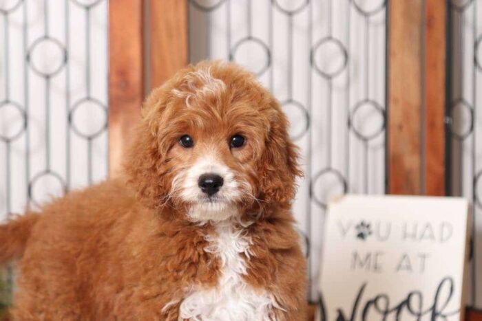 Chandler - Fun Little Male Cavapoo Puppy - Image 2