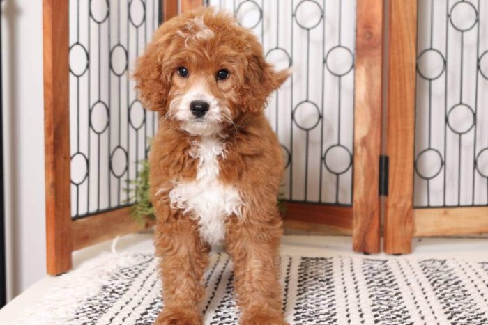 Chandler - Fun Little Male Cavapoo Puppy - Image 3