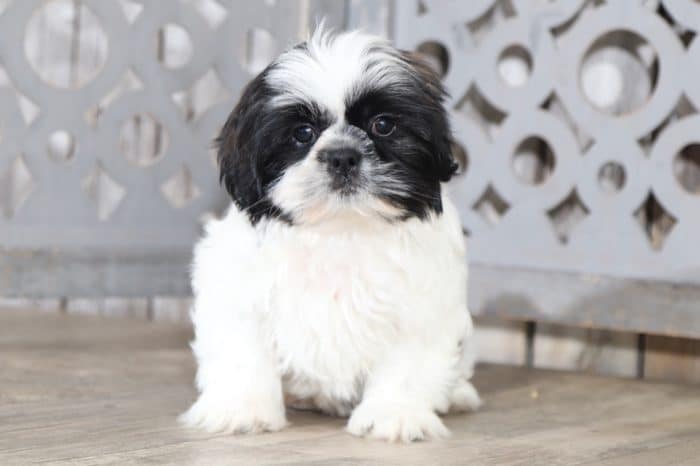 Charlie 1