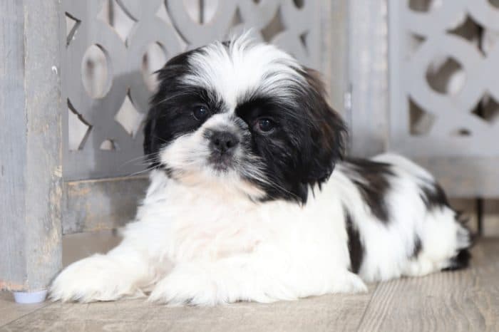 Charlie 2