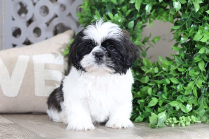Charlie 4
