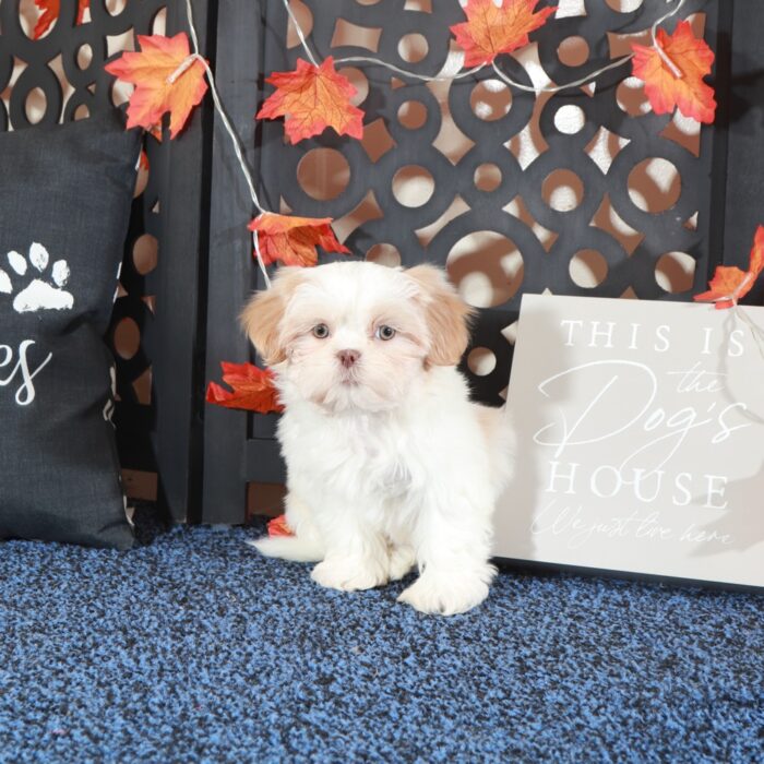 Charlie Handsome ACA Shih-Tzu Puppy - Image 2