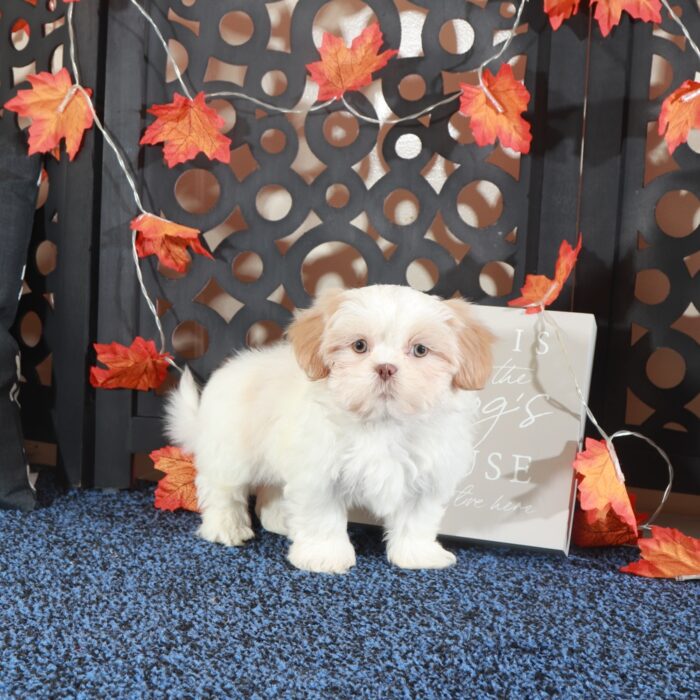 Charlie Handsome ACA Shih-Tzu Puppy - Image 3