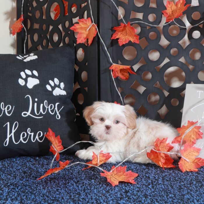 Charlie Handsome ACA Shih-Tzu Puppy - Image 4
