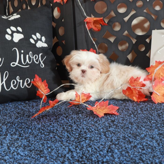 Charlie Handsome ACA Shih-Tzu Puppy - Image 5