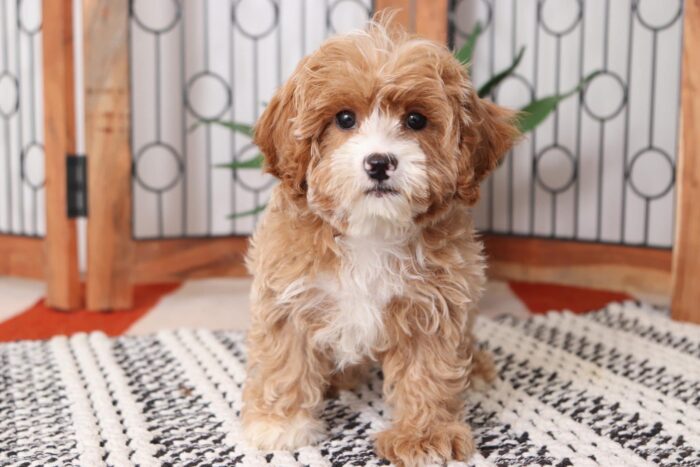 Charm - Sweet Male Cavapoo Puppy