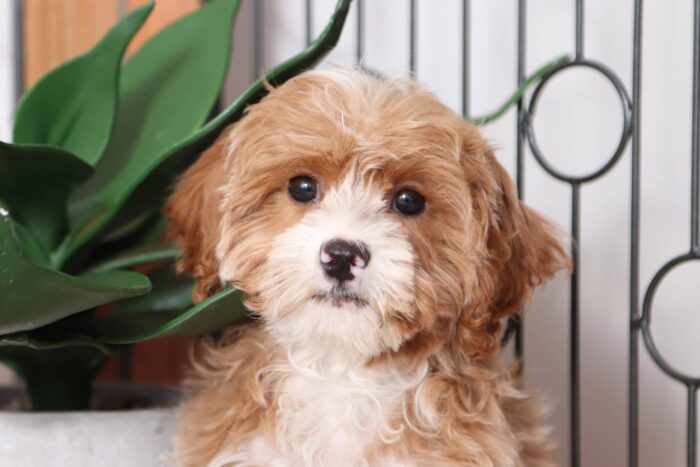 Charm - Sweet Male Cavapoo Puppy - Image 2