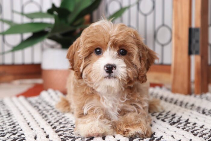 Charm - Sweet Male Cavapoo Puppy - Image 4