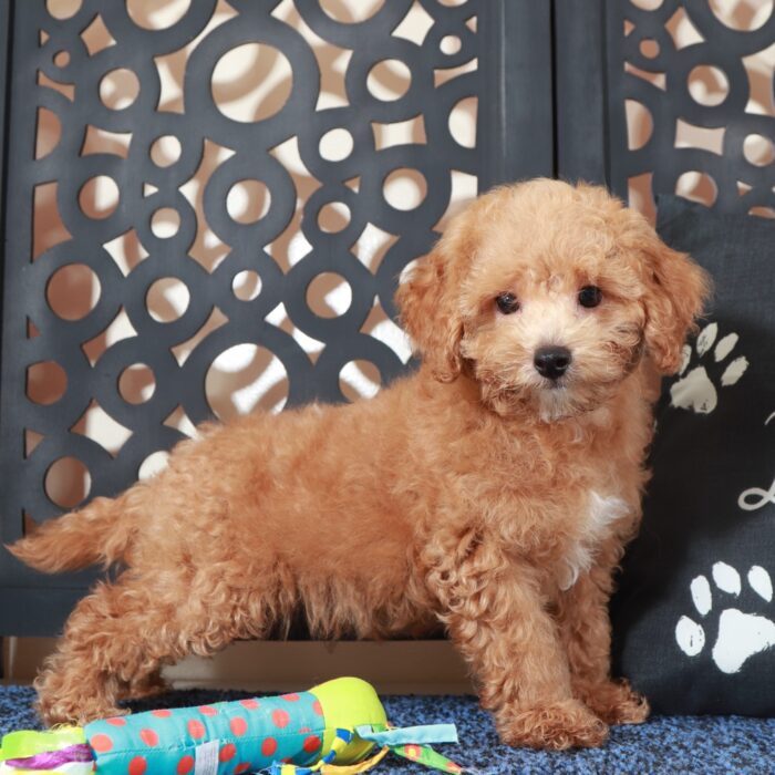 Chase- Handsome F1B Shih-Poo - Image 2