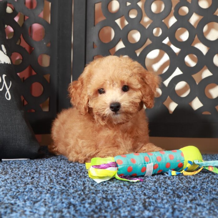 Chase- Handsome F1B Shih-Poo - Image 3