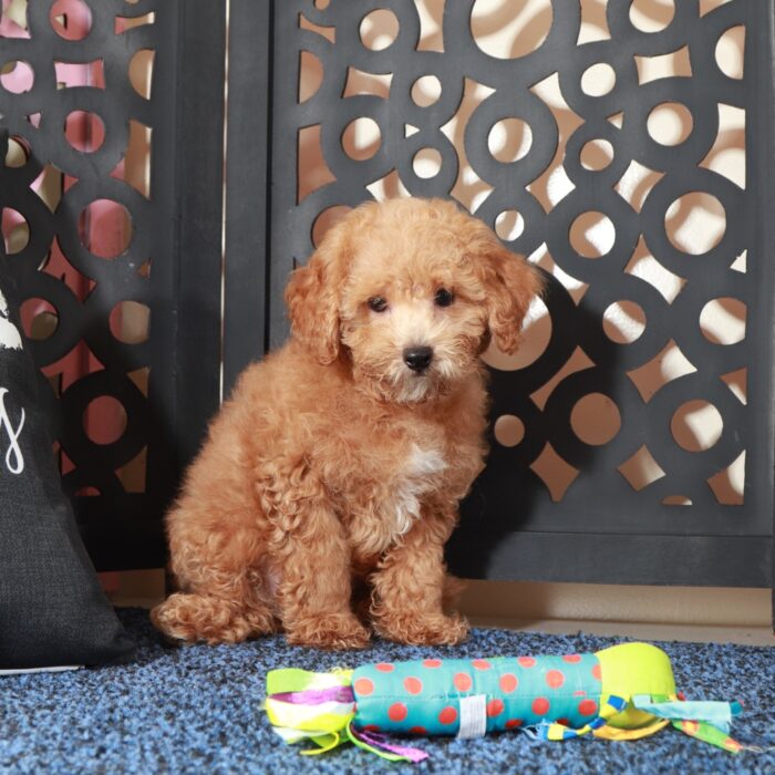 Chase- Handsome F1B Shih-Poo - Image 4