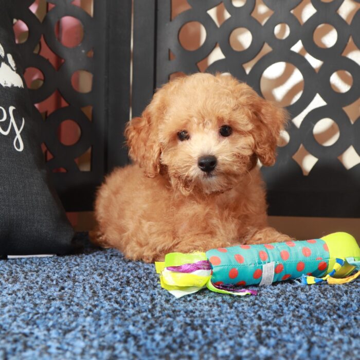Chase- Handsome F1B Shih-Poo - Image 5