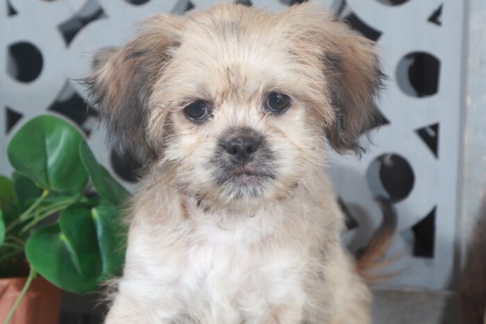 Chase- Handsome Little ShihPoo-Ohio - Image 2
