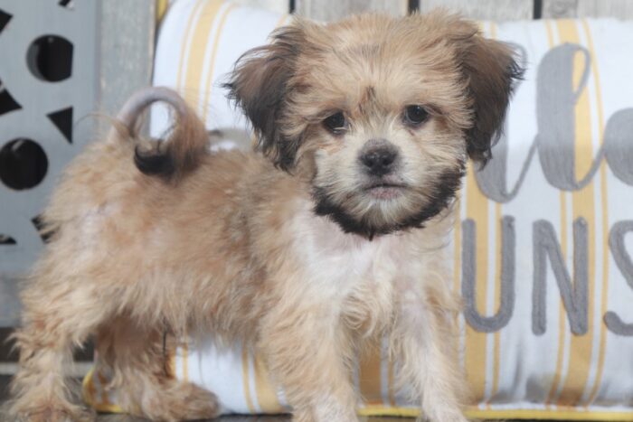 Chase- Handsome Little ShihPoo-Ohio - Image 3