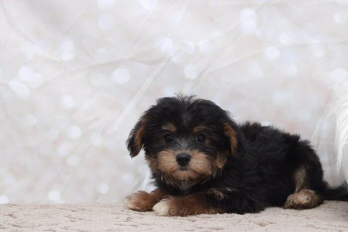 Cher - Prettiest Female Morkie Puppy - Image 2