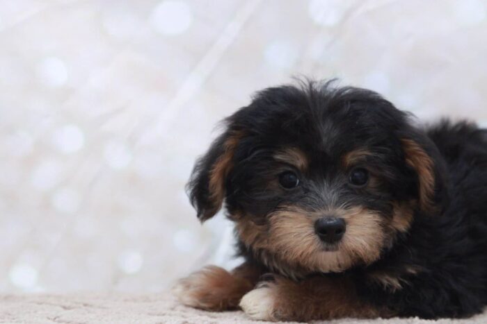 Cher - Prettiest Female Morkie Puppy