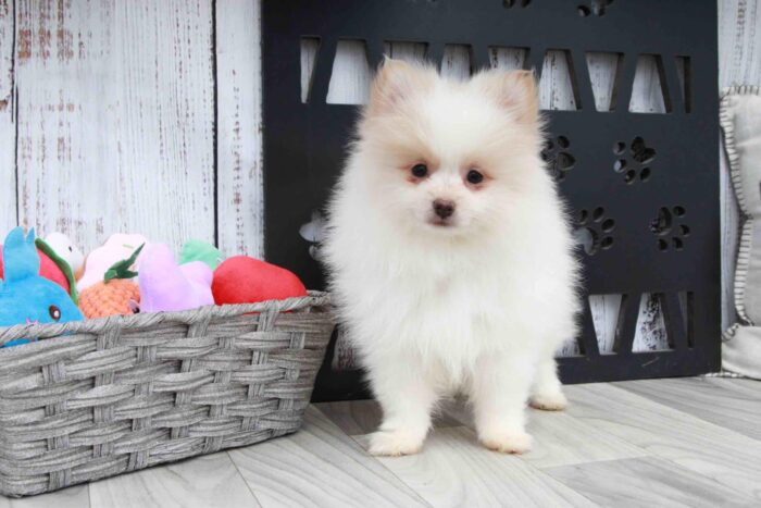 Cherry - Stunning Cream and White Female AKC Pomeranian Puppy - Image 2