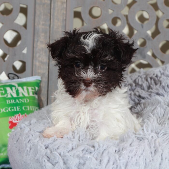 Cherry- Gorgeous ACA  Toy Havanese - Image 2