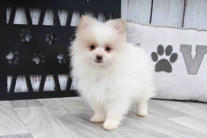 Cherry - Stunning Cream and White Female AKC Pomeranian Puppy
