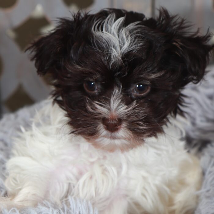 Cherry- Gorgeous ACA  Toy Havanese - Image 3