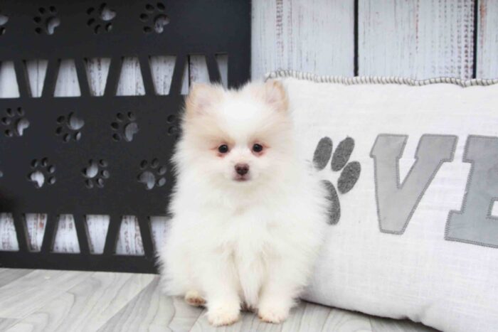 Cherry - Stunning Cream and White Female AKC Pomeranian Puppy - Image 4