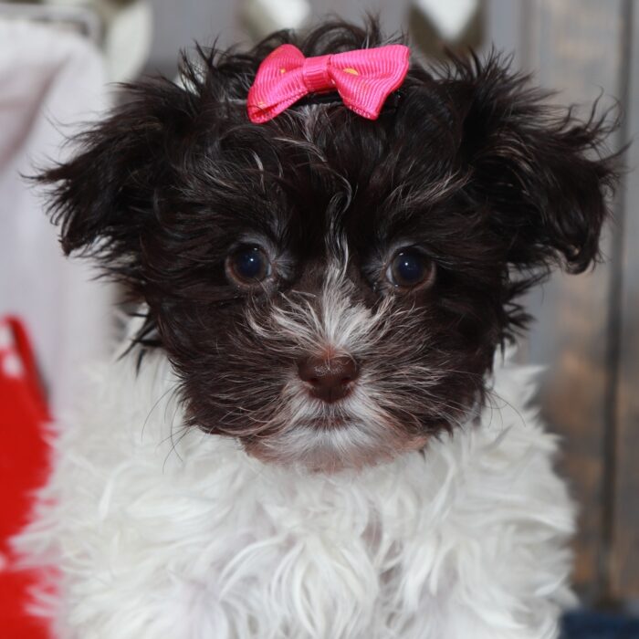 Cherry- Gorgeous ACA  Toy Havanese