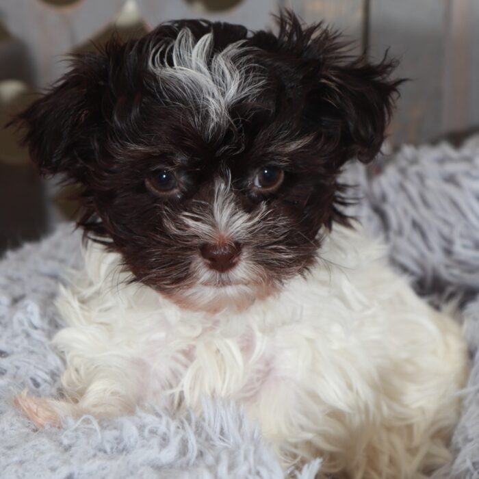 Cherry- Gorgeous ACA  Toy Havanese - Image 5