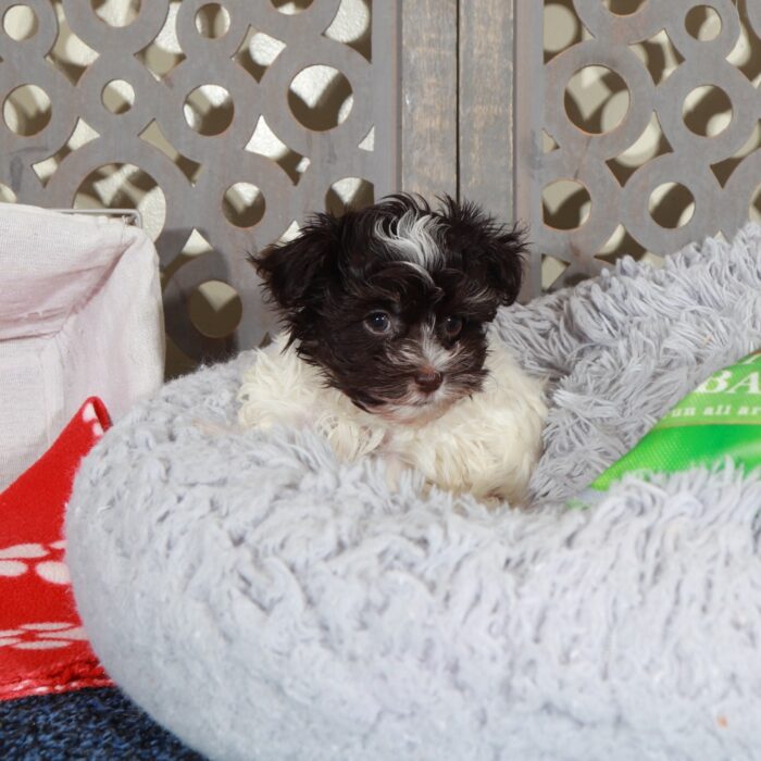 Cherry- Gorgeous ACA  Toy Havanese - Image 6