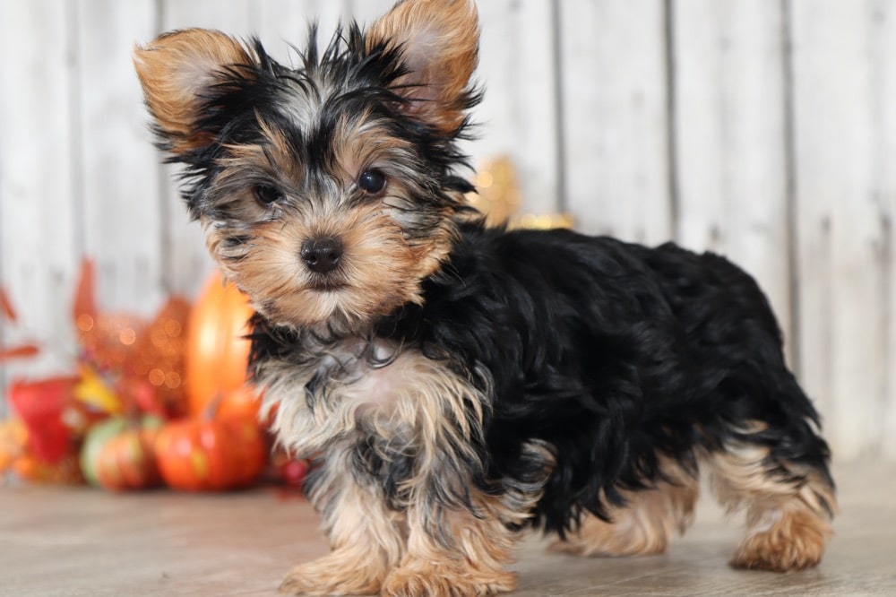 Cherry - Darling  TEACUP Yorkshire Terrier
