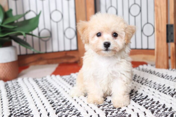 Cherry - Adorable Female Poochon Puppy